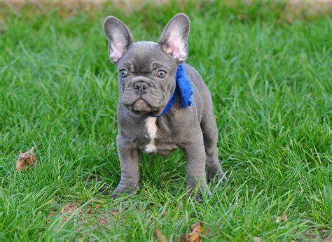 French Bulldogs are a unique breed of dogs that belongs to the non-sporting group. These canines are known for their distinctive bat-like ears and have a playful, yet powerful nature. They are one of the most popular breeds in the United States and tend to develop close bonds with their owners. French Bulldogs generally have a short, stocky ...